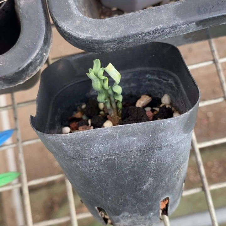 伯克利和格蕾纳等著名音乐