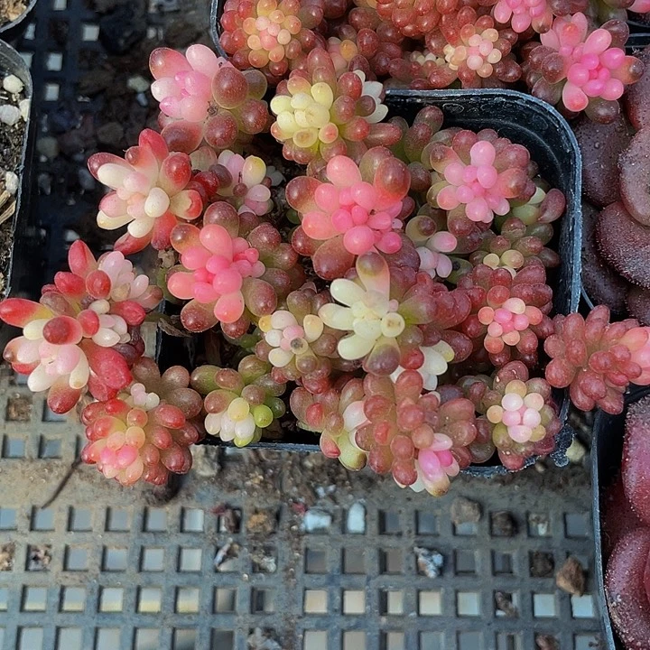 彩色浆果3.8带盆