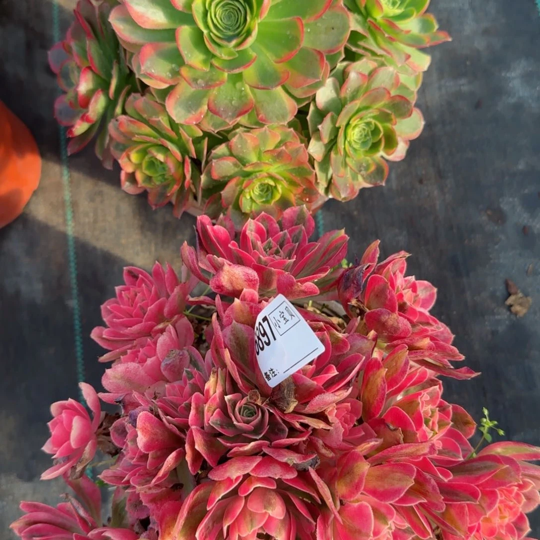 知**福6898，6897女巫奶白两颗