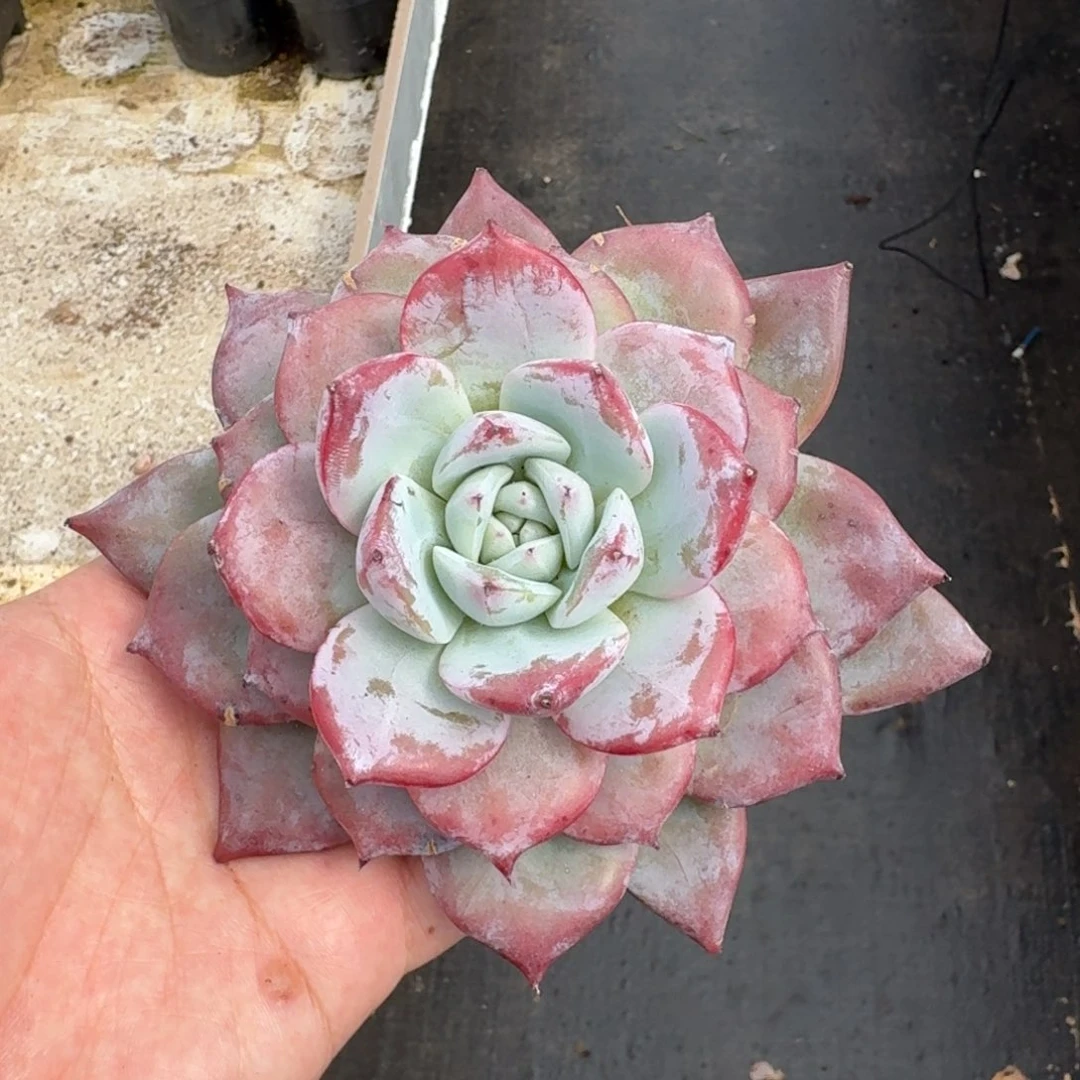 黑卡 单头 一物一拍