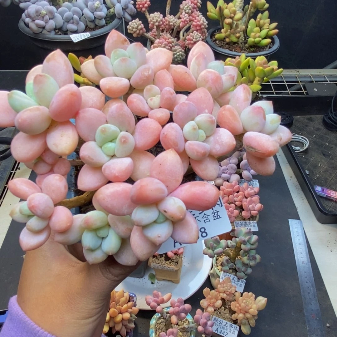 488橘子香水多肉9c m