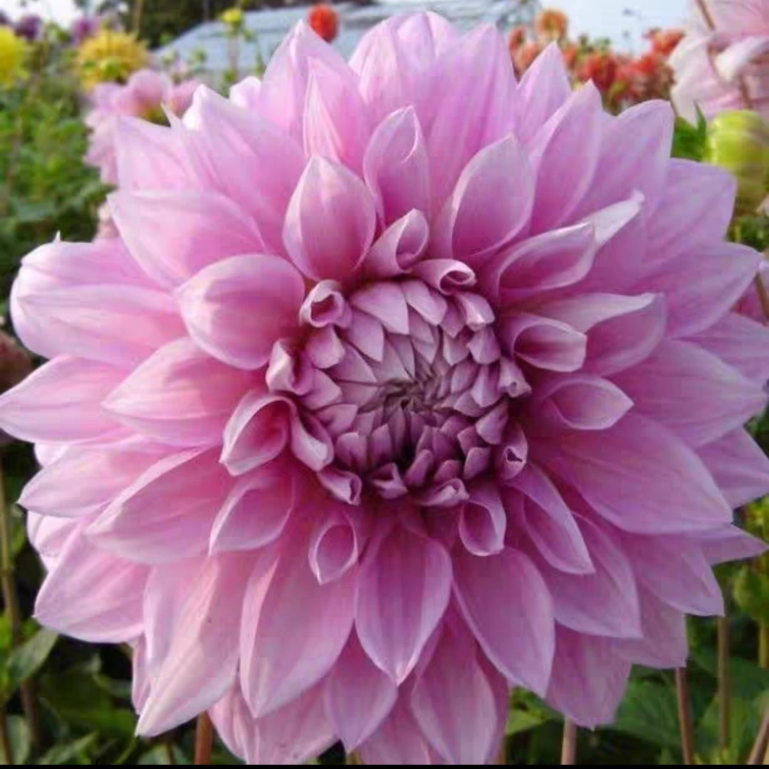 【新人团购】进口大丽花盆栽庭院种植送肥料