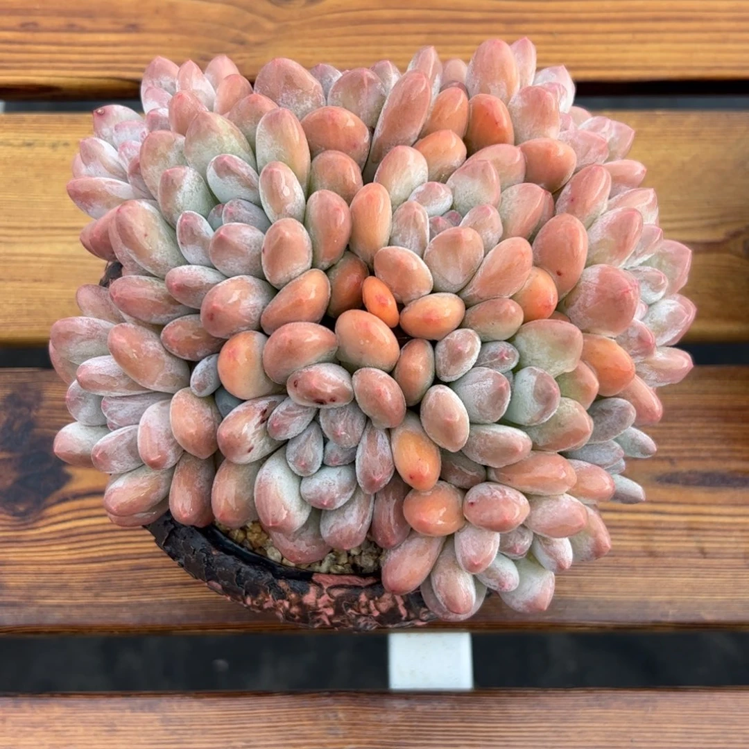 香水自然群多肉植物