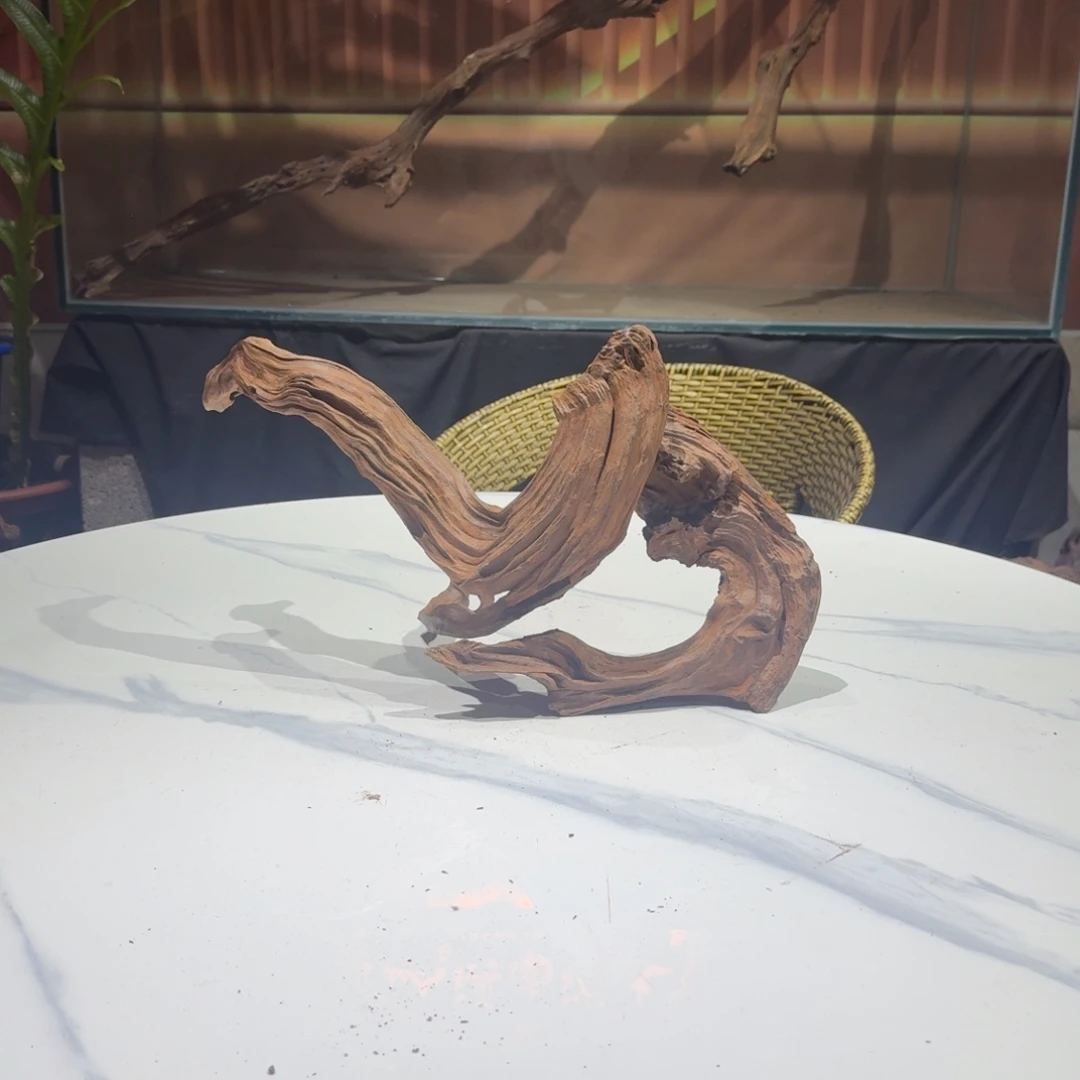 小***儿香榧木一物一拍鱼缸造景