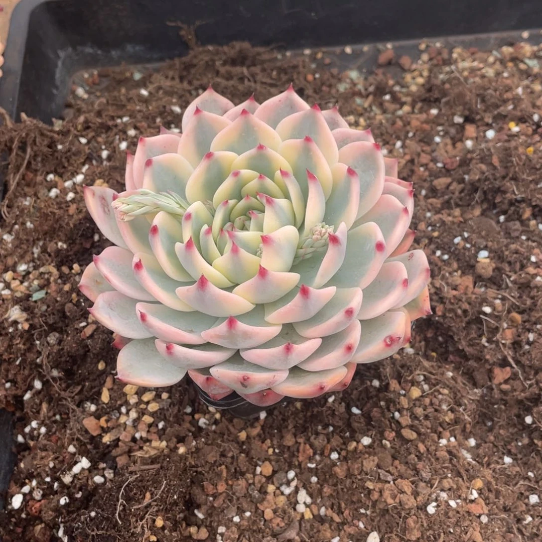 绍****司淘多肉吉娃娃锦一个