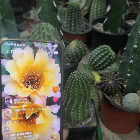 仙人球彩草黄秀带根带盆