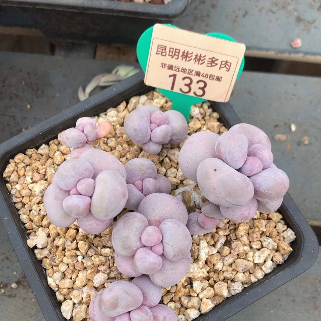 兜****এ烟美人无砍老桩133