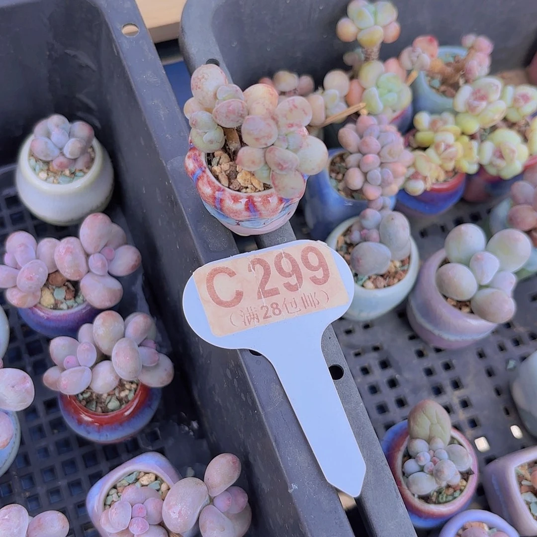 C299萤火虫一物一拍