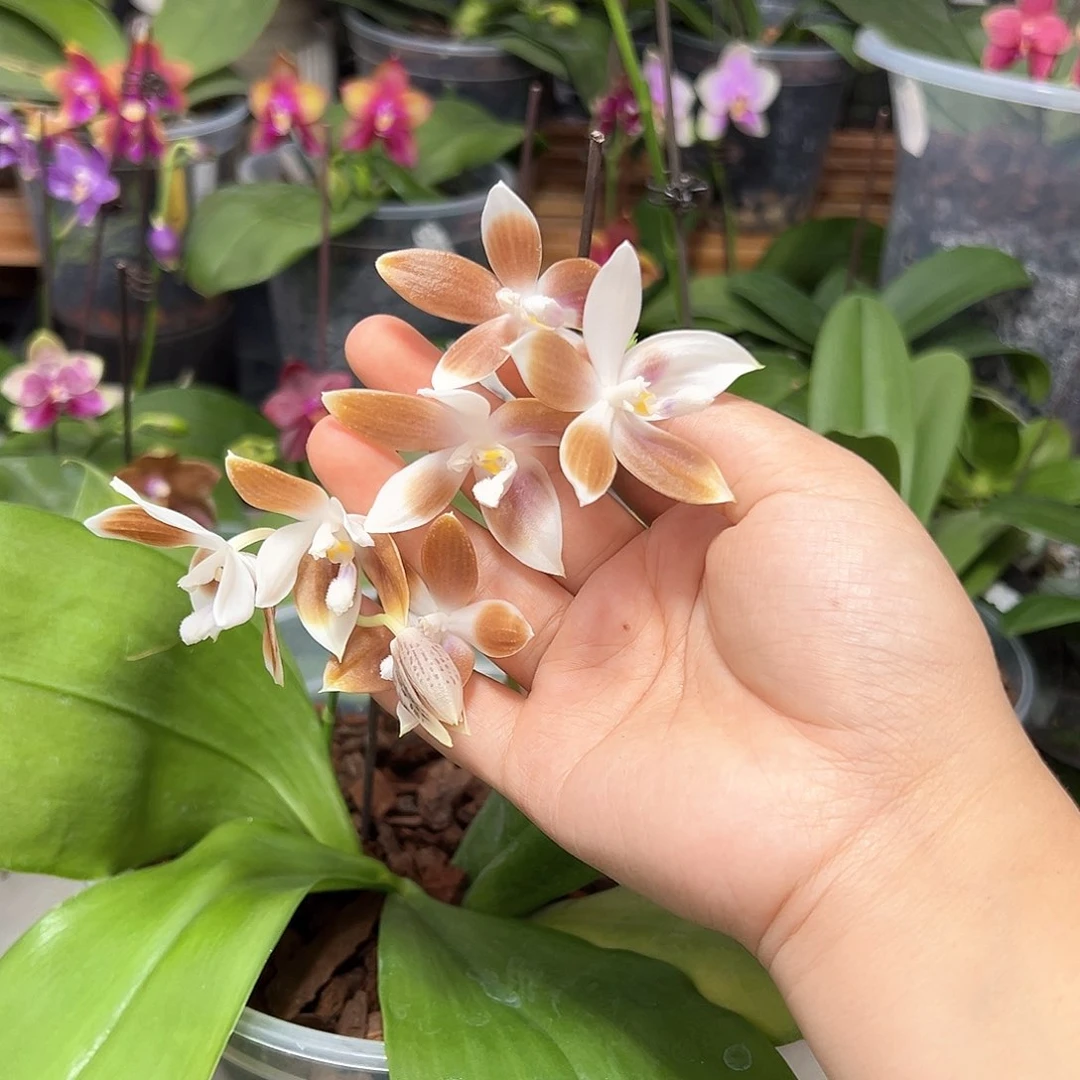 大部分开放少量花苞咖啡盾花