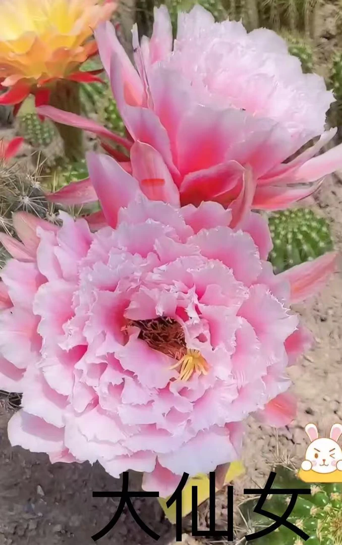 大仙女毛花柱侧芽（全场满20包邮）