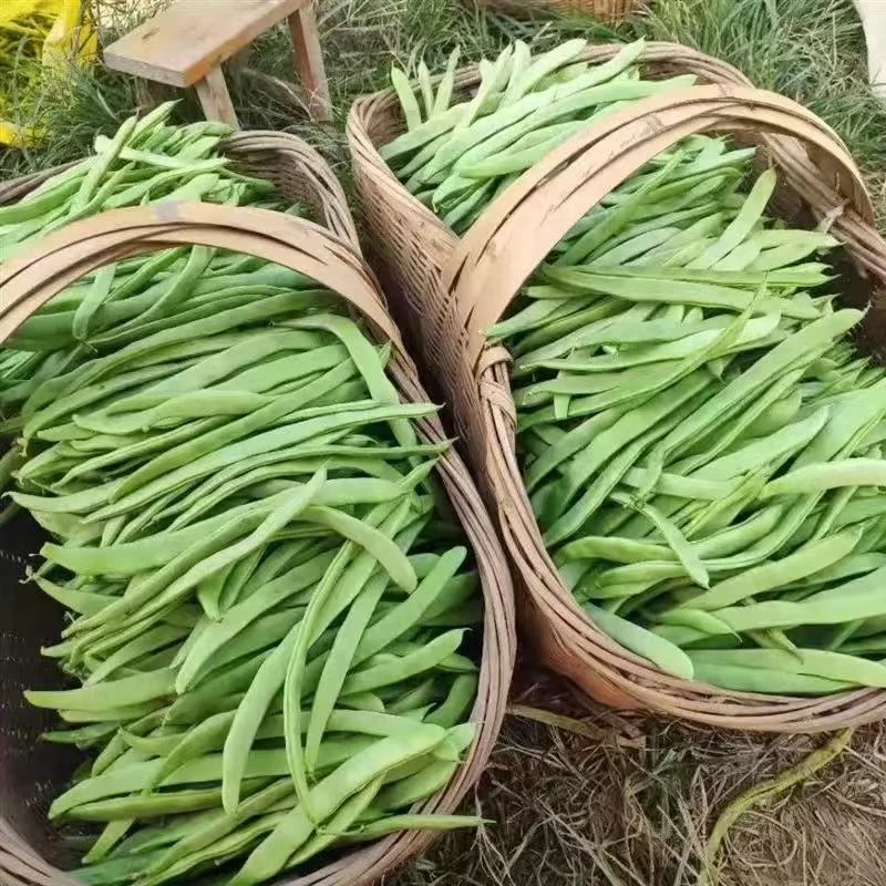 醴陵本地新鲜扁豆香水农庄自种5斤顺丰包邮