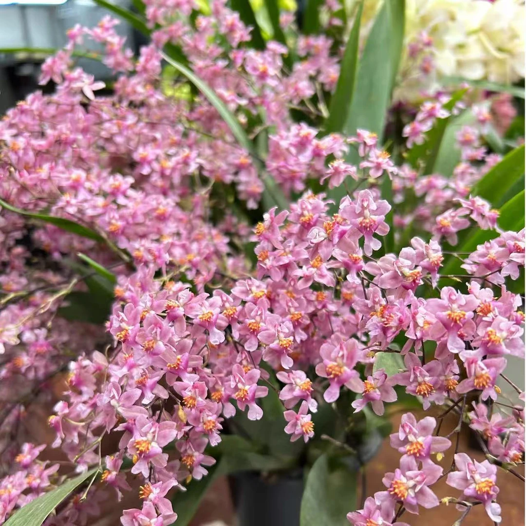 梦香兰盆栽 开花不断 满屋飘香 室内客厅阳台绿植  带花苞发货