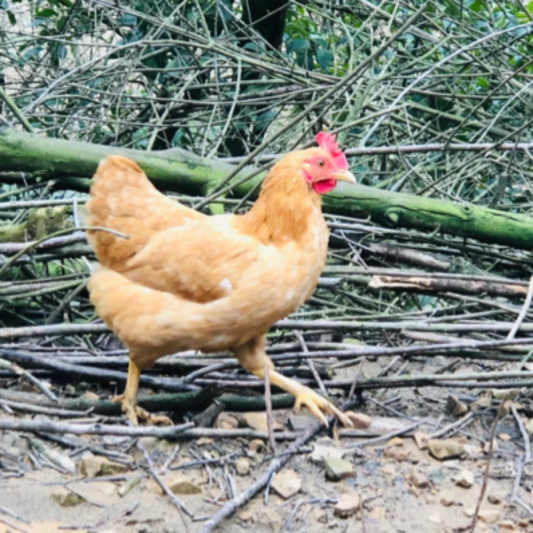 【宠物鸡】苏禽下蛋母鸡 走地鸡 顺丰包邮