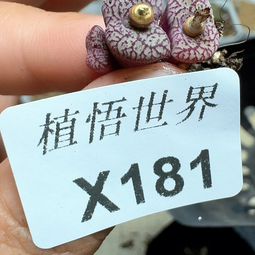 181号多的植物哇风格