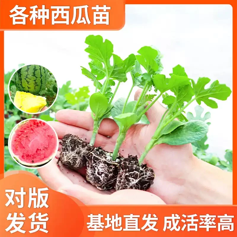 【西瓜苗】8424特甜麒麟超甜无籽美都西瓜秧苗盆栽地栽种植阳台苗