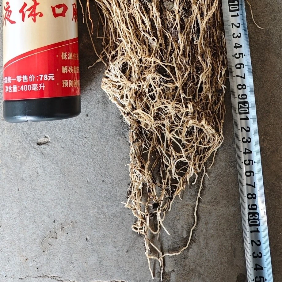 液体口肥替代二铵和复合肥根系发达发早衰