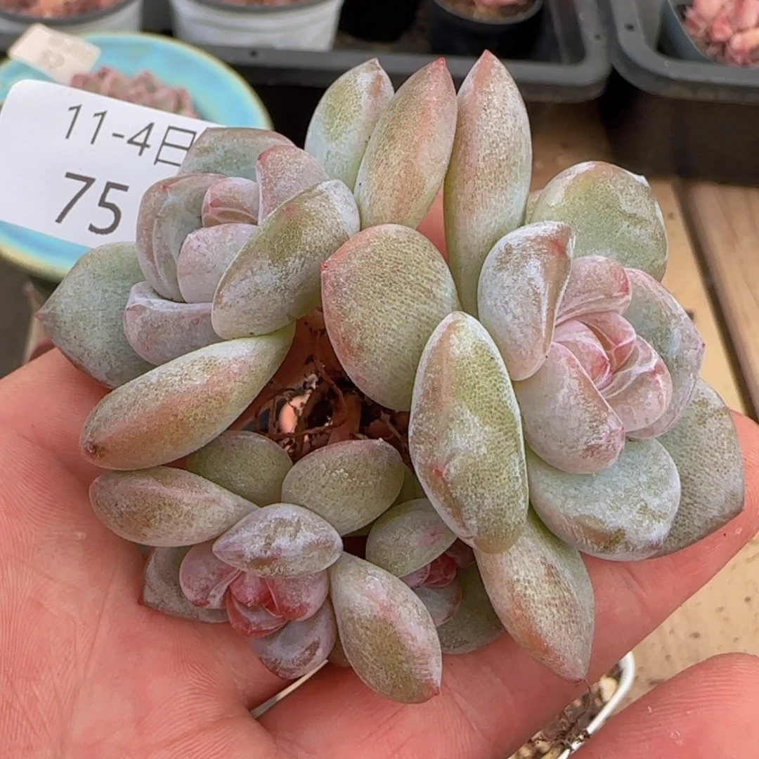 水晶鞋四头一颗脱土