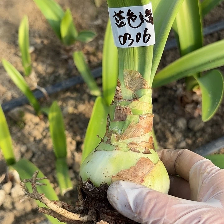 D*蓝色蜂鸟6.5左右带土0306