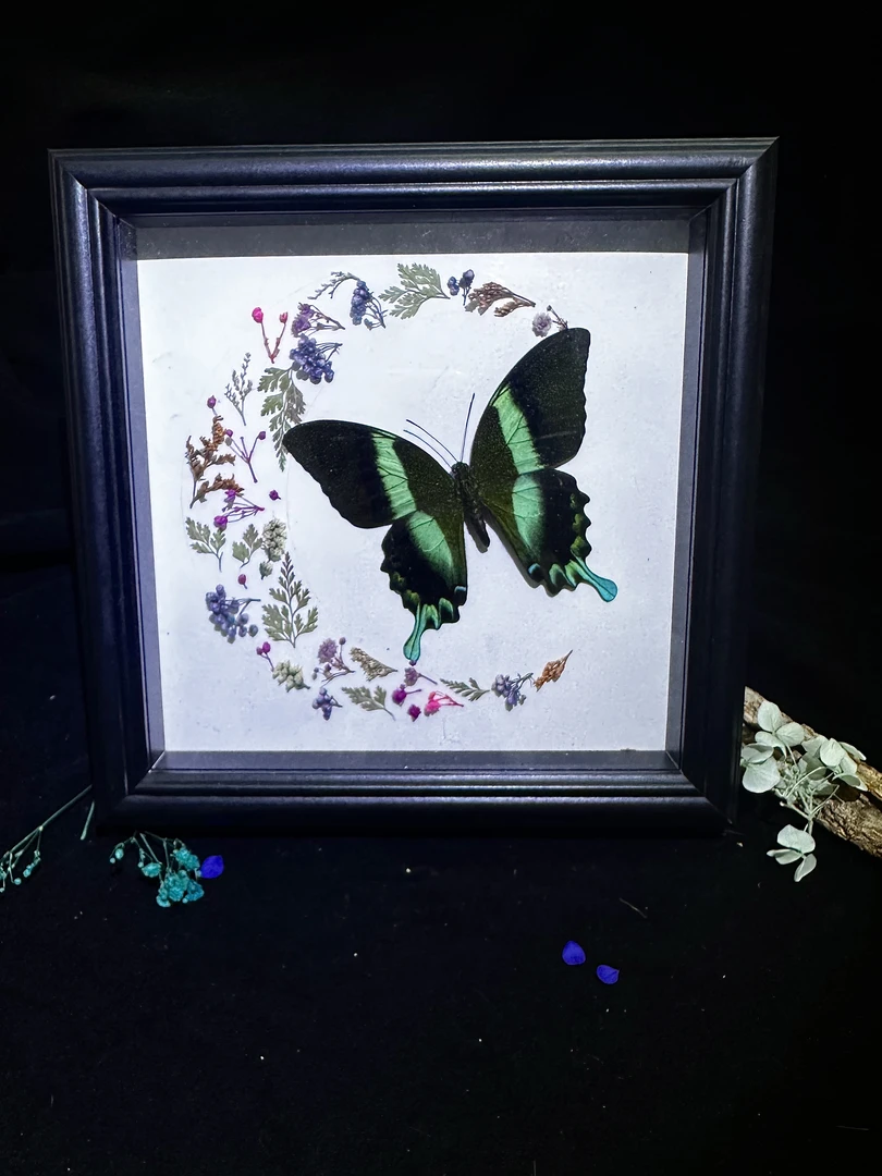 【创意礼物】【生日/节日】蝴蝶标本创意装饰