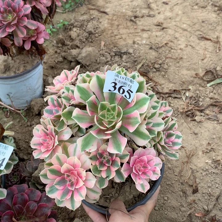 365粉女巫手捧4号棚