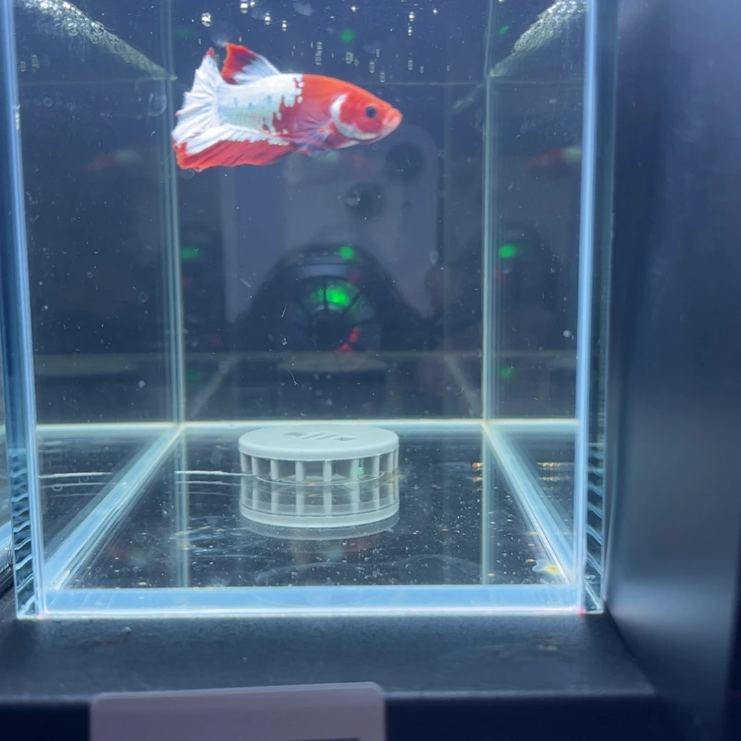 斗鱼泰国斗鱼将军斗鱼037