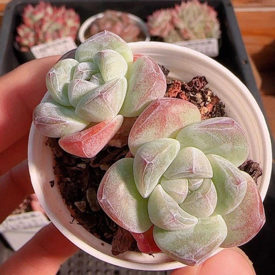 多肉1105--159冰玉