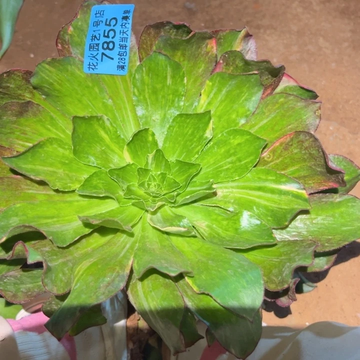 魅影七彩7855多肉植物