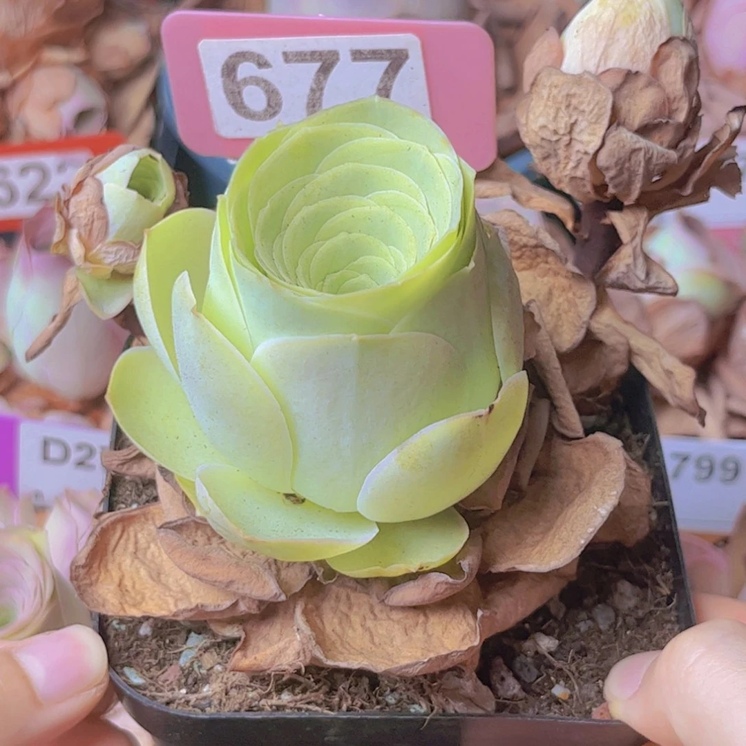 677山地玫瑰绿色