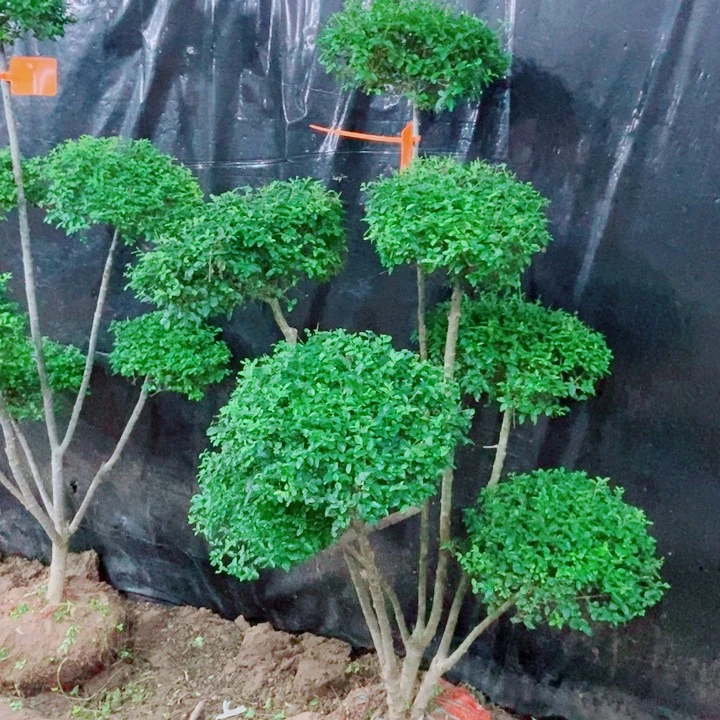 不开花植物一物一拍一物一拍