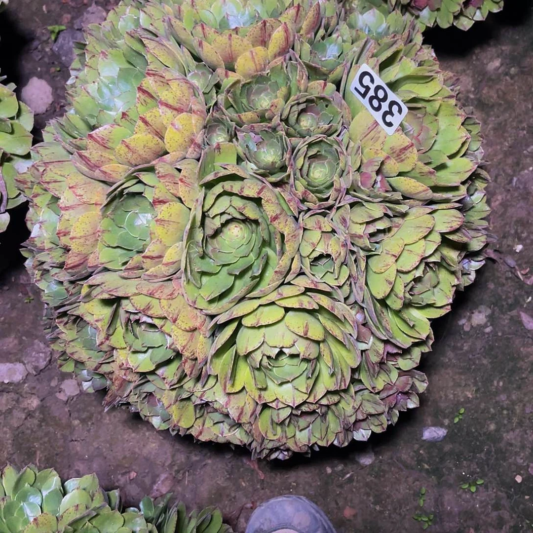 万圣节拉丝14-4包邮法师