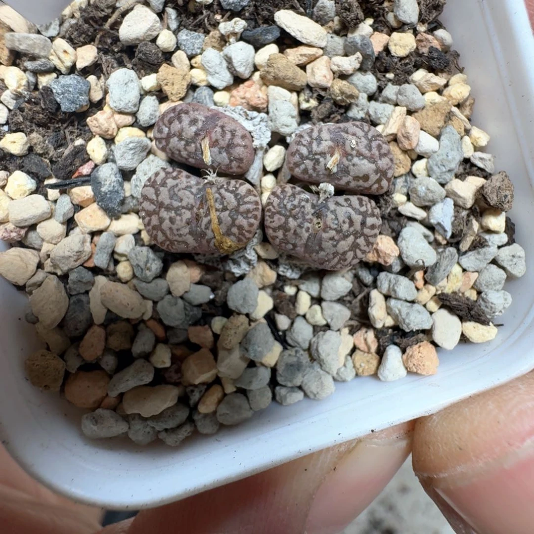 E86。  1444.32。 鸟一颗