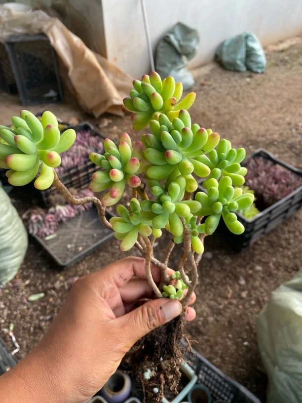 果冻乙女心整装多肉植物