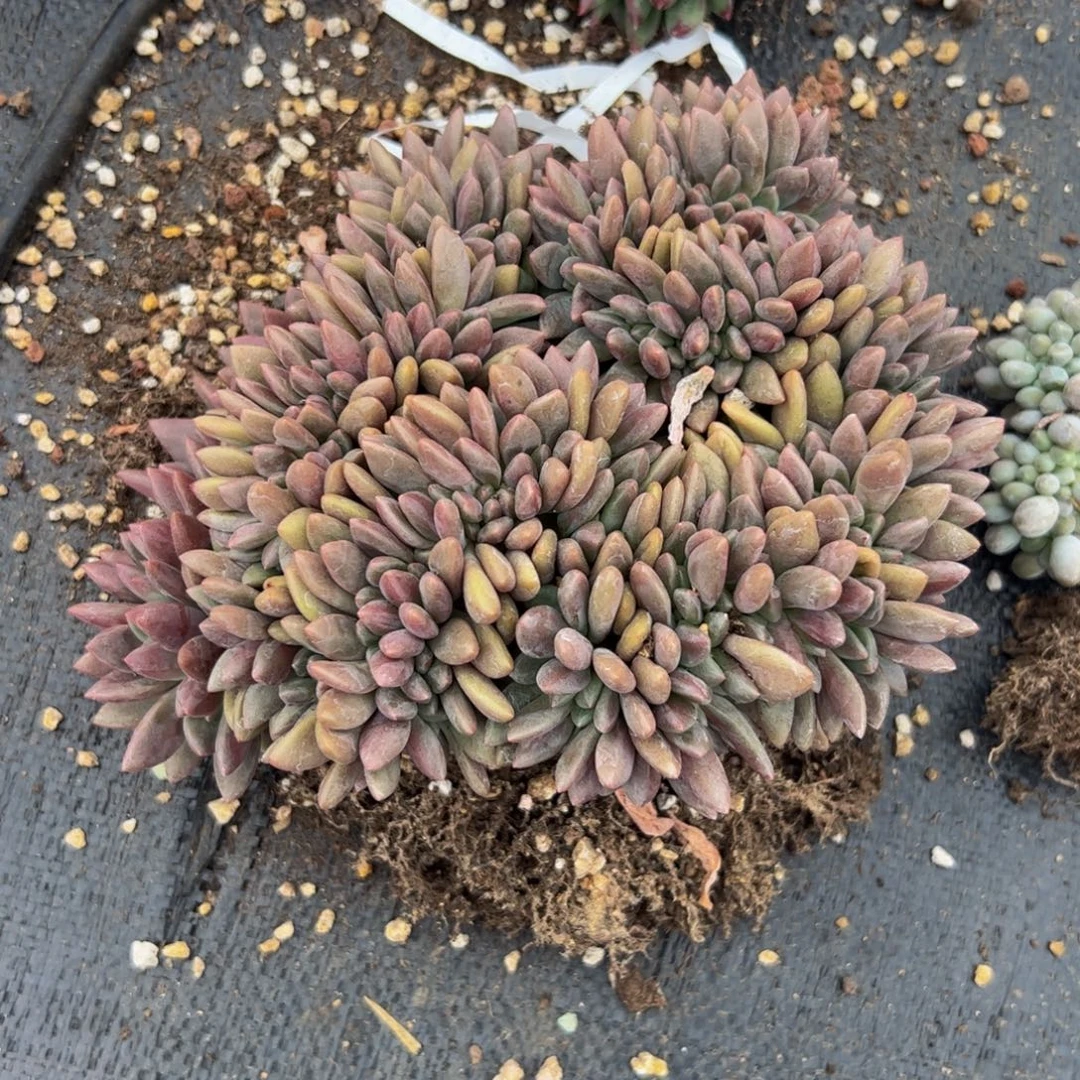 ****l桃花源缀化多肉植物