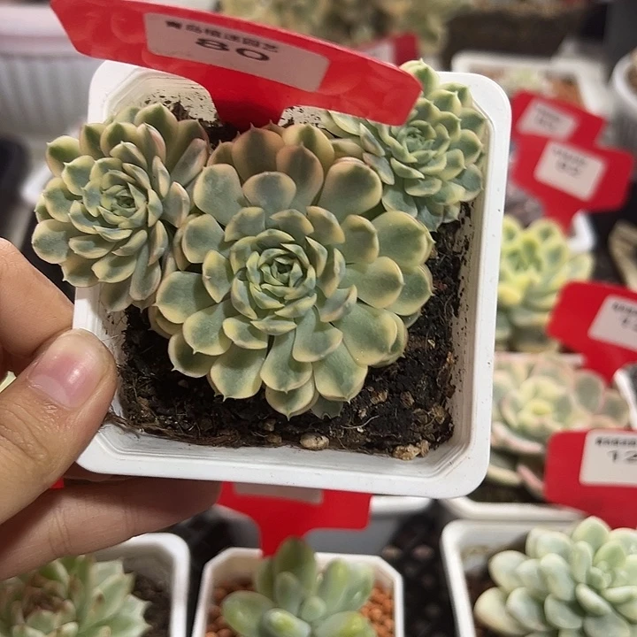 80号梦幻玫瑰群生锦多肉植物