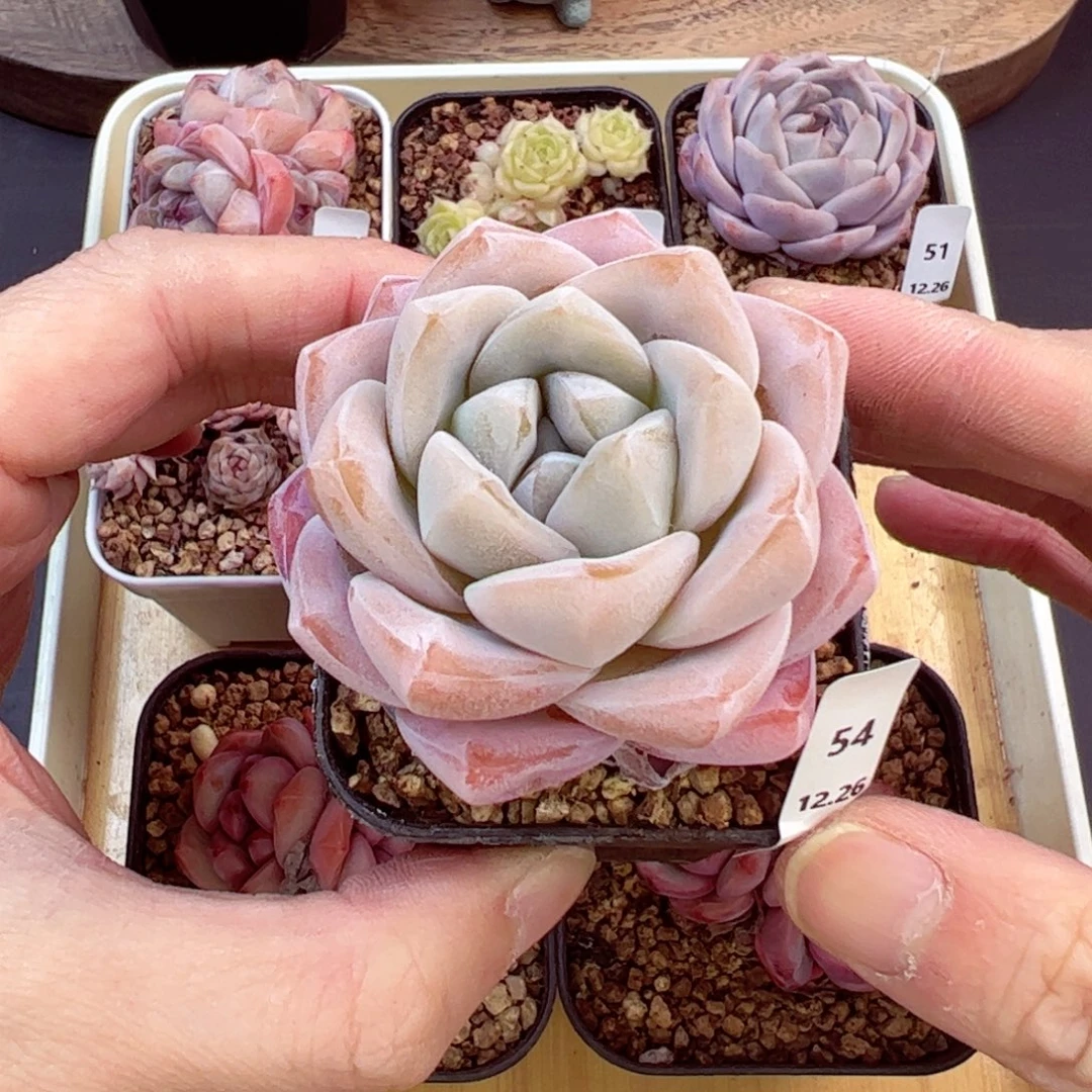 好好看54、哈哈哈哈