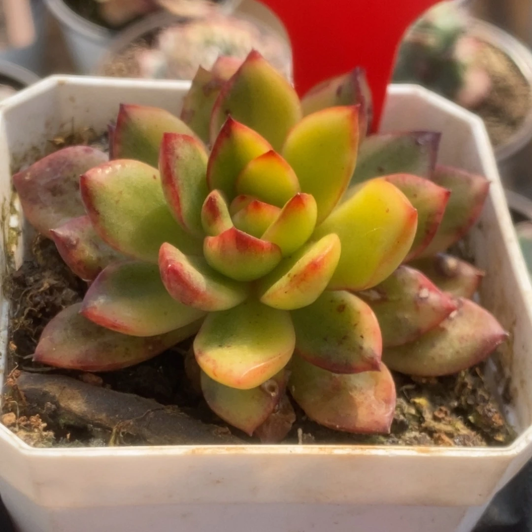 606宝莉安娜锦锦锦锦锦