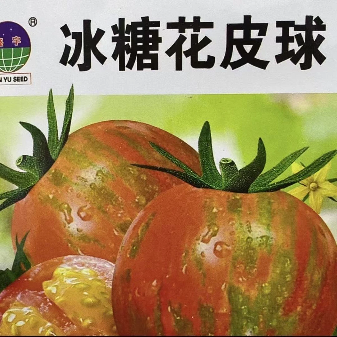 【花皮球柿子种子】四季种植盆栽地栽阳台小院种植