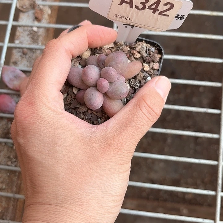 繁*x h x d g h h 342