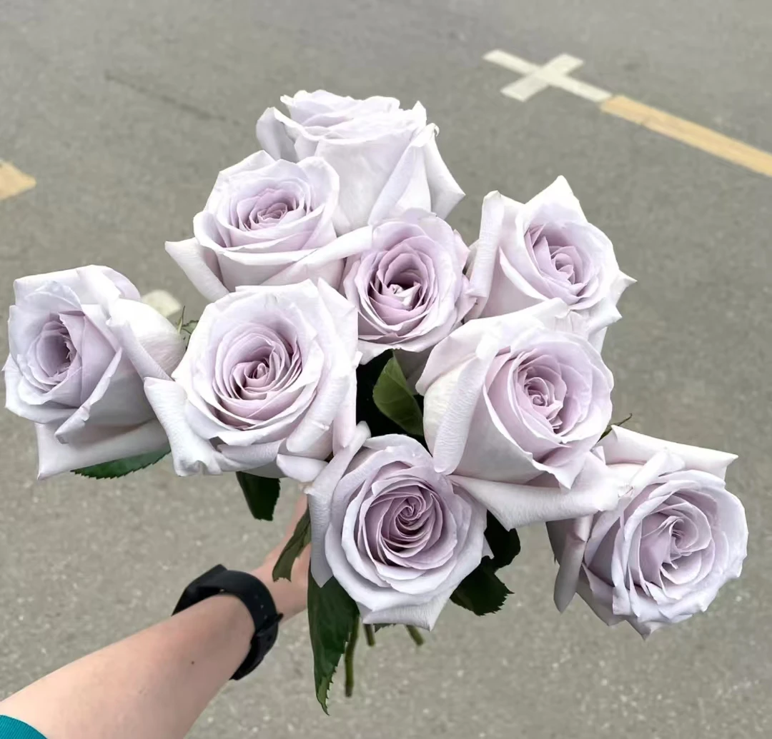 赏金之路中苗四季灌木月季