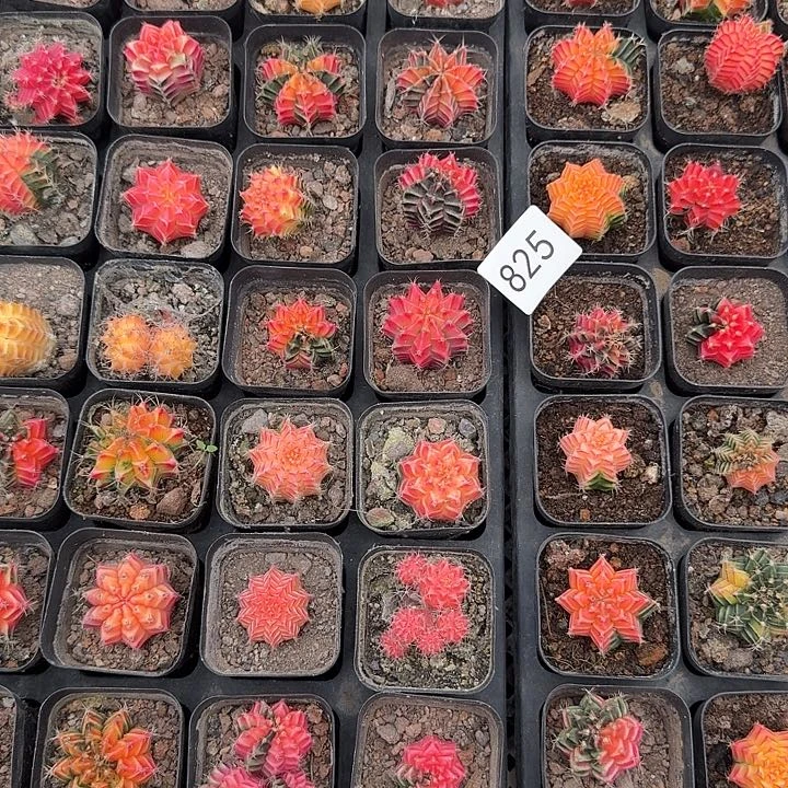 825实生牡丹锦两颗发货