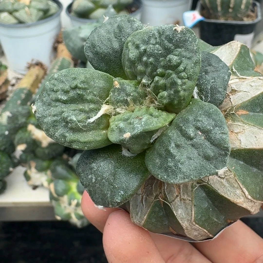 【闪购商品】无花朵迷*?怒涛542