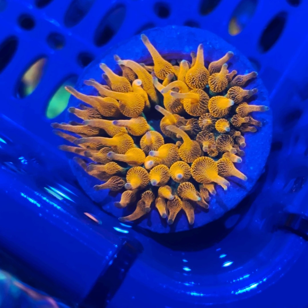 花***叔纽扣珊瑚奶嘴一颗