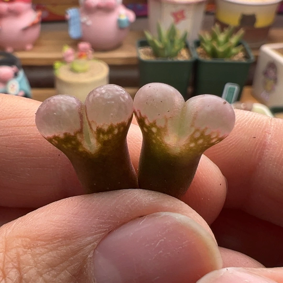 971。1802.1粉眼豆豆