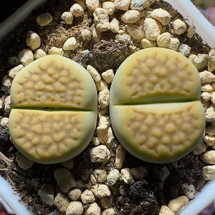 21211生石花。    193