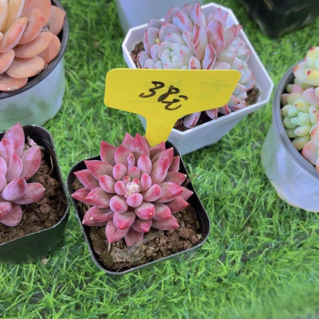 t****n我的小可爱们都好可爱