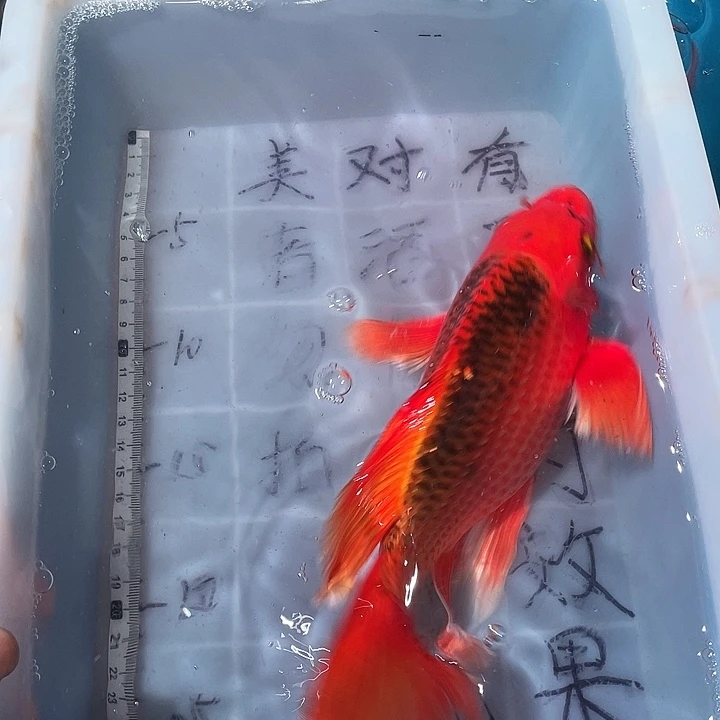 蝴蝶鲤鱼渔场直发08