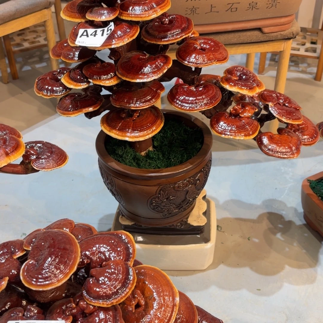 小***米灵芝88888888888888888