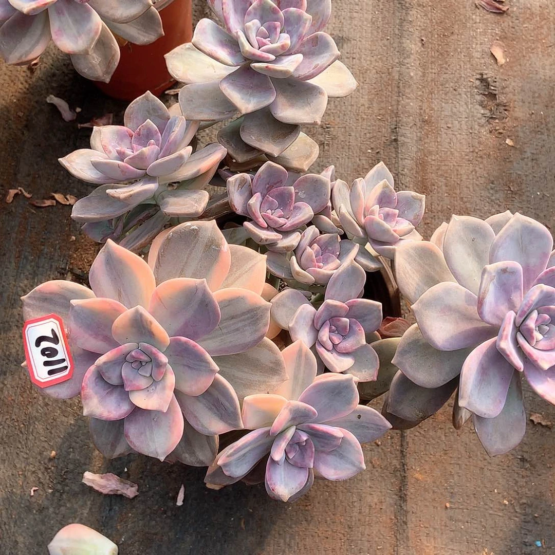 紫乐锦1102晓晓一物一拍