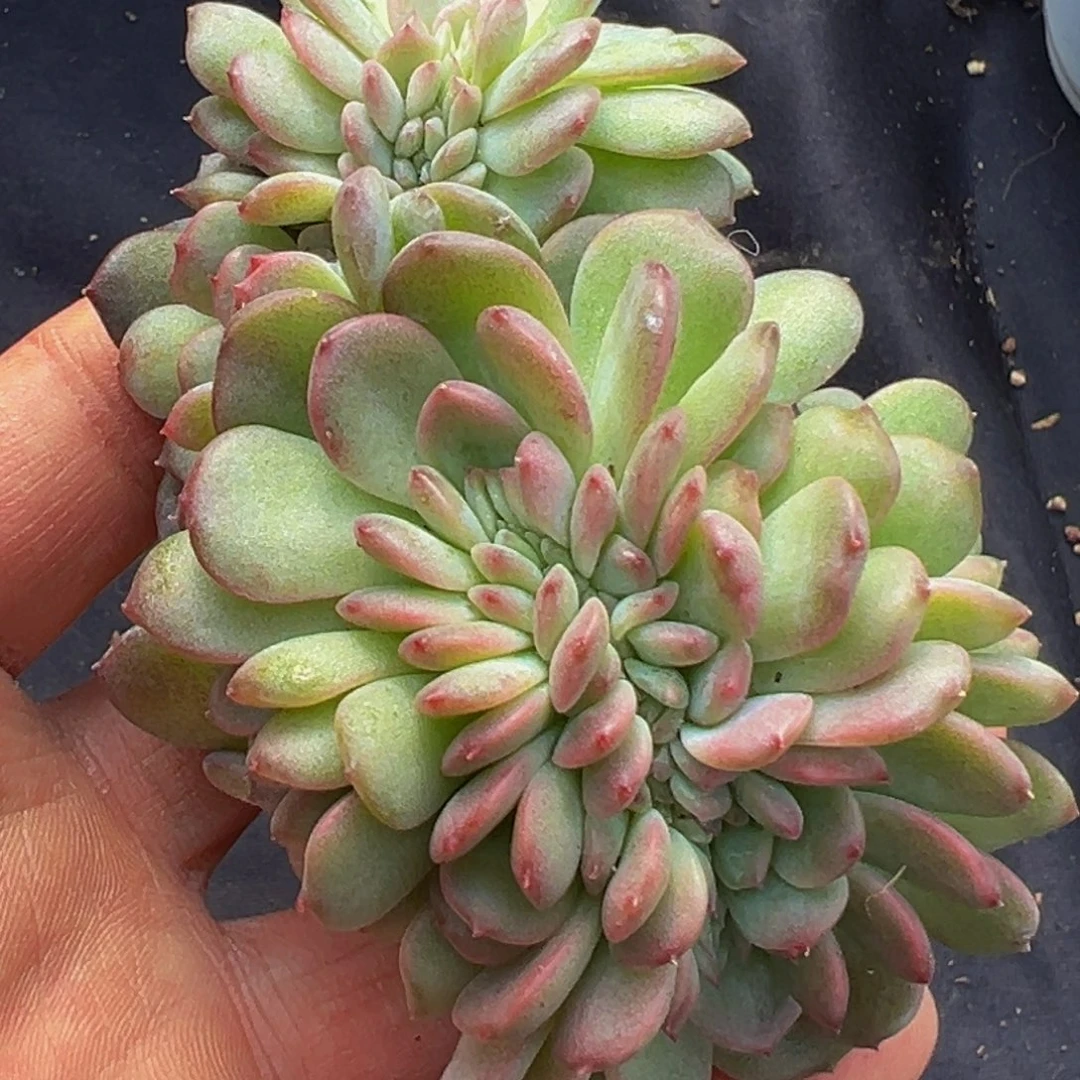 新年快乐 新年快乐