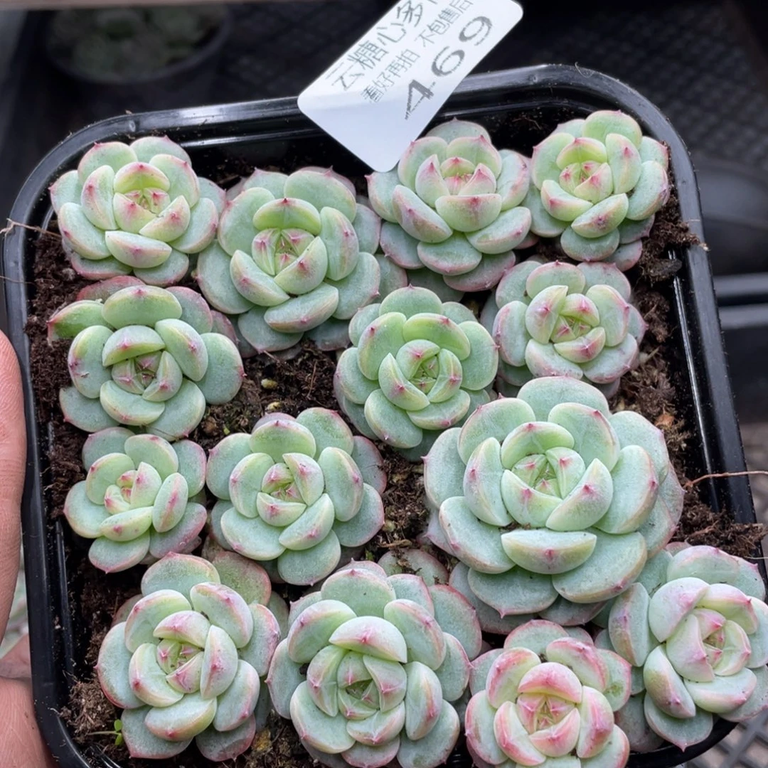 云糖心多肉植物469